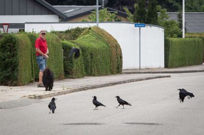 Henning Gulev og Anton har gået ture hver dag i 10 år, og hver eneste gang har deres gåture givet mindelser om Alfred Hitchcocks »Fuglene« - sådan lyder det i hvert fald, når Henning Gulev fortæller, hvor mange fugle der altid følger dem på vej. Helt så mange fugle var der dog ikke, da Folkebladet fulgte med første gang - måske var vi forstyrrende elementer, måske var det bare for varmt - også for fuglene. Men anden gang var der bid. På et tidspunkt var der mindst otte fugle, der sværmede om hundemaden, som Henning Gulev kastede ud til dem. Og her har fotografen fanget fem. ?Foto: Toke Hage