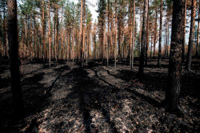 Skovene omkring Ljusdal er mærket af brandene. Foto: AFP PHOTO
