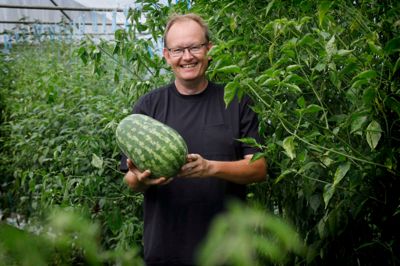 Bjarne Højlund såede vandmelon-planter som bunddække hos chilierne, og nu har han omkring 200 vandmeloner, som vejer op mod otte kg.