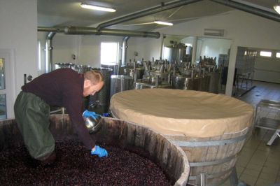Hos Glenholm Vingård får vi foruden et besøg i marken også en rundvisning i vineriet, hvor vi ser på det udstyr som bruges til produktionen, og der fortælles om forarbejdning af druerne fra høst til den færdige vin.