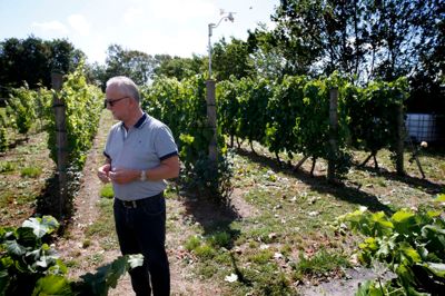 Hobby-vinavler Vagn Erik Nielsen går og ordner vinstokkene, så visne blade og druer ikke skygger for de mange drueklaser. ?Foto: Flemming Hansen