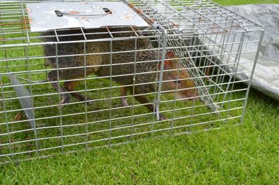 Den sydamerikanske agouti-gnaver blev mandag fanget - men har det godt og spiser lystigt af det frugt den får serveret på dyreinternatet i Uhre ved Brande. ?Foto: LAila Kempel