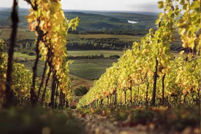Hvis man slår en vandret streg mod vest fra Eger, lander man i Lyon, som ligger lige mellem Bourgogne og Rhonedalen. Det betyder, at Eger som et af de få steder i Ungarn både kan lave hvid- og rødvin. ?Foto: Pr-foto