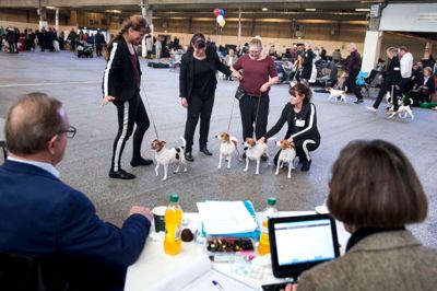 Det sker meget sjældent, at Danmark får godkendt en hunderace som særligt dansk, men i lørdags blev Dansk/Svensk Gårdhund internationalt anerkendt som en dansk race til Dansk Kennelklubs årlige udstilling i Herning, hvor 97 hunde og deres ejere var mødt op for at deltage i en parade lørdag eftermiddag. På billedet er det opdrætterklassen, hvor flere hunde bliver dømt som helhed, og til venstre er det formand for avlsudvalget i Dansk/Svensk Gårdhundeklub Helene Riisgaard Pedersen. Foto Tom Laursen