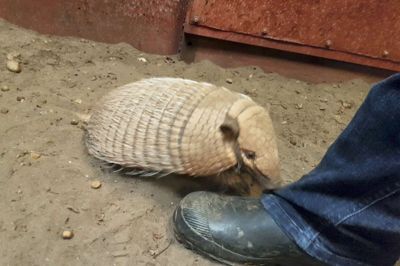 Bæltedyret »Bælte« fra Jyllands Park Zoo er stort set altædende, fortæller dyrepasserne.?Foto: Palle Heering Nielsen