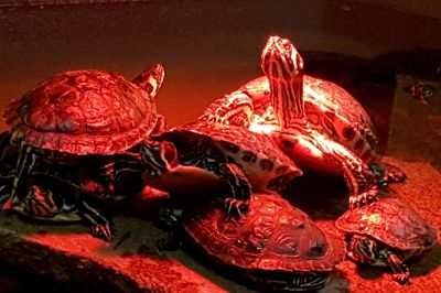Sumpskildpadderne er et af de dyr, der nyder godt af at komme indenfor i varmen i Jyllands Park Zoo, hvor personalet har sat en varmelampe op, som dyrene kan »solbade« i.?Foto: Palle Heering Nielsen