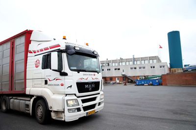 Danish Crown vil fortsat bruge Kurt Beier Transport på trods af, at transportfirmaet vader i dårlige sager. ?Foto: Flemming Hansen