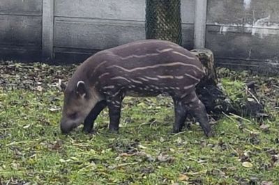 Tapirungen Marco var et af højdepunkterne for Jyllands Park Zoo i denne sæson, hvor i alt 153.800 gæster kiggede forbi dyreparken i Haunstrup.?Foto: Palle Heering Nielsen