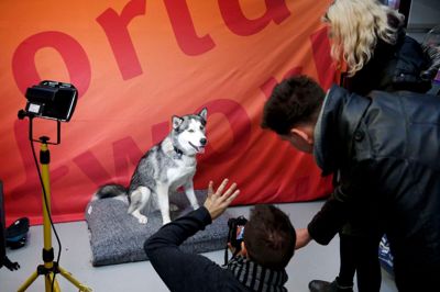 Ikast-Brande Kommune har givet tilladelse til opførelsen af en ny kennel med plads til 25 hunde af racen Siberian Husky. Billedet stammer fra sidste år, hvor Folkebladet lagde vejen forbi en kæledyrskonkurrence. ? Foto: Flemming Hansen