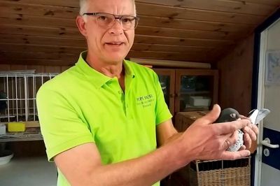 Jens Pedersen fra Sørvad med brevduen Balic, som er en af hans bedste avlsduer. ?Foto: Søren Poder