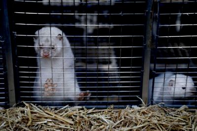 Minkavlerne får for tiden mindre for deres skind, end det koster dem at producere, og de er derfor blandt de landmænd, som er i størst risiko for konkurs. Foto: Henrik Ole Jensen