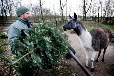 Jimmi Ladekjær og de andre dyrepassere er glade for de tusindvis af brugte juletræer, som Jyllands Park Zoo har fået foræret - og det er lamaerne tydeligvis også.