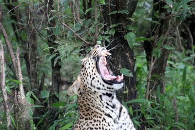 Der er mulighed for at se leoparder, når man er på safaritur i Kenya.