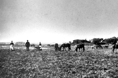 Et flot panoramafoto fra 1861 med gården Sahlholdt i baggrunden. I barnevognen til venstre ligger Nils Romvig Sahlholdt, der blev født samme år, og som overtog gården 27 år senere. Niels Romvig Sahlholdt, har indskrevet sig i lokalhistorien som medlem af Herning Sogneråd og Herning menighedsråd. Han er bedstefar til både Leo Sahlholdt, gårdens nuværende ejer Karen Sahlholdt Hansen, og jordens nuværende ejer Erik Sahlholdt. ? foto: Privatfoto