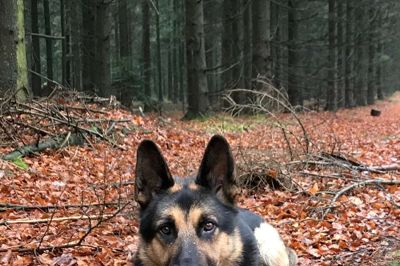 Theo fra Kibæk, der er en dygtig politihund, bliver motiv på et frimærke til september. ? foto: privatfoto
