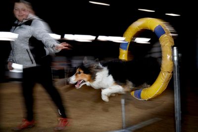 Border collie'en Lady i fuld firspring på vej igennem en af agiltyforhindringerne på træningsbanen hos DcH Herning. ?Foto: Henrik Ole Jensen
