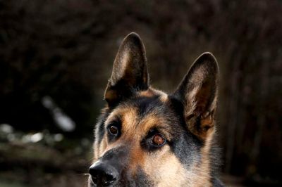 Theo kommer i fint selskab med dronning Margrethe, når den til efteråret udkommer på frimærker. Den har i over fem år været politihund og dannet makkerskab med hundefører Carsten Brahms. ? foto: Henrik Ole Jensen