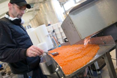 Augustin Cocis holder styr på hastigheden i produktionen og sørger for, at de mange forskellige delikatesser ender de rigtige steder. Det drejer sig typisk om en 116 liter stor blå tønde, som så skal videre ud i verden. De orange bobler her er fyldt med smag, der ganske overbevisende imiterer den af lakserogn.?Foto: Tom Laursen