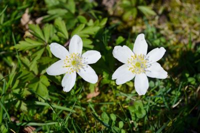 Lørdag er der »anemonedag« på Herningsholm Museum. ? Foto: Pr-foto