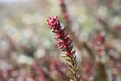 Revlingeplanten er en lav, stedsegrøn dværgbusk med små, røde blomster. Blomsterne er næsten altid énkønnede, og de to køn er fordelt på hver sin plante. De er altså det, man indenfor botanikken kalder »tvebo«. ?Foto: Svend Aage Madsen