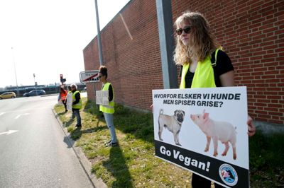 Det er forkert og unødvendigt at slagte og spise dyr, mener den gruppe af veganere, der lørdag demonstrerede foran Danish Crown i Herning. ? Foto: Flemming Hansen