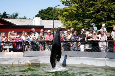 Søbjørnene i Jyllands Park Zoo vil igen i år være klar til show, mens de bliver fodret. Der er også indvielse af nye anlæg til flere af dyrene, og der er kommet nye arter til hen over vinteren og det tidlige forår.? Foto: Flemming Hansen