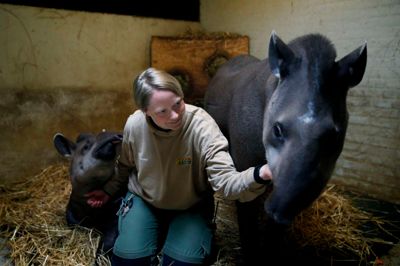 Ventetiden er snart slut for dyrepasser Janni Poulsen og de to tapirer, Marco og Melba, som er mor og søn. Dyreparken i Haunstrup åbner i morgen til sin 50. sæson.?Foto: Flemming Hansen