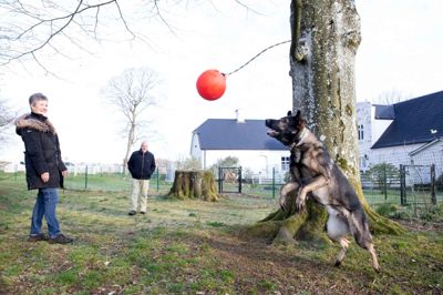 Her er det scæferhunden Maika, der endelig får lidt tid med den populære bold. I baggrunden ses forpagterne og indehaverne af hundehotellet Aino og Poul Pedersen.