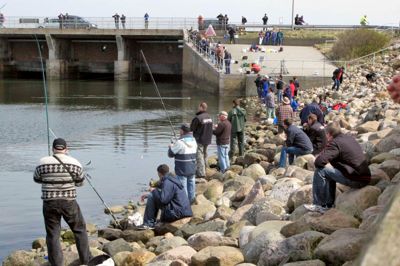 Lystfiskerne står tæt ved havnen i Hvide Sande til sildefestivallen. Om silden også vil gøre det i vandet, vil vise sig.? foto: hanne øxenholt