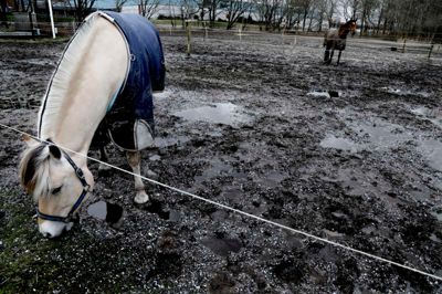 Herning Rideklub har udfordringer med vand på banerne og slidte staldbygninger, hvilket er nogle af årsagerne til, at en fusion med Hammerum & Kølkær Rideklub og et fælles ridecenter i Hammerum er på tegnebrættet.