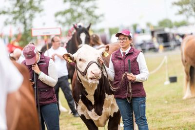 En Hereford-tyr, som også vil være at finde på Landsskuet i år.? Foto: Søren Palmelund