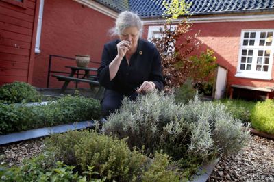Skarrildhus har modtaget Det Økologiske Spisemærke i sølv, der dokumenterer, at 60-90 procent af maden og drikkevarerne på stedet er økologiske. Direktør Kirsten Secher Willumsen ses i hotellets urtehave, hvor der gror ramsløg, citronmelisse, purløg og andre krydderurter. foto: Flemming Hansen