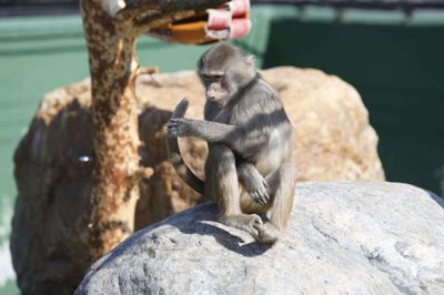 Over 4000 kunder tog imod den seneste deal - der var et godt tilbud til Jyllands Park Zoo. Foto: Henrik Ole Jensen henrik ole jensen