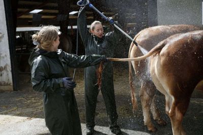 Dyrene er snart klar til at blive spulet rene og vist frem på dette års Landsskue. Foto: Flemming Hansen