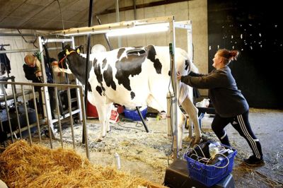 Landsskuet 2019. Danmarks største dyrskue i Herning.