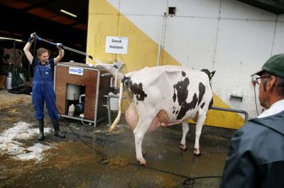 Landsskuet varede tre dage og onsdag kom de første dyr til tjek og rengøring. Foto: tom laursen