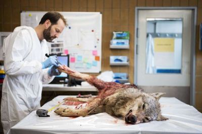 En 66-årig mand blev sigtet af politiet efter den ulovlige nedskydning af denne unge hunulv, der her undersøges af Veterinærinstituttet, DTU. Foto: Ritzau/Scanpix