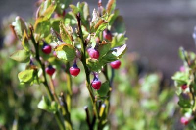 Blåbærplanten er en dværgbusk, der gennem et fantastisk rødligt farveskifte smider bladene om efteråret. Stænglerne er lidt atypiske, da de er lysegrønne og firkantede. De røde, kugleformede blomster, som viser sig i løbet af maj måned, gør sig godt i alt det grønne. Foto: Svend Aage Madsen Privatfoto