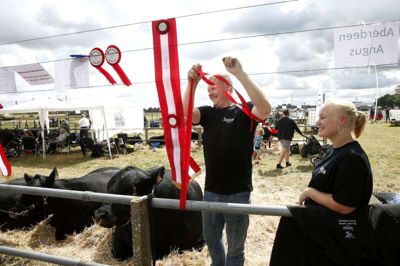 Rosetter til dyrskuet hører sig til, hvor landbruget stiller op med de flotteste dyr. I år holdes dyrskuet i Aulum lørdag 10. august. foto: Flemming Hansen