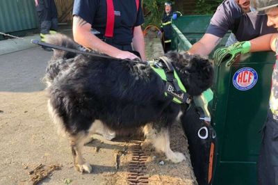Bella var faldet ned i hullet, der ses ved siden af containeren bag ved hunden her. Foto: Brand & Redning