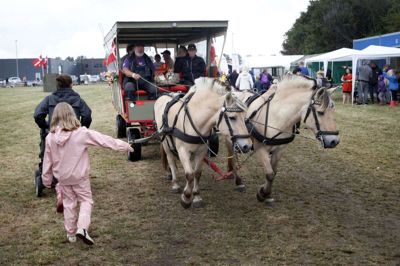 Der er både heste, køer, kaniner og hunde på lørdagens dyrskue i Aulum. Der er også aktivitet på pladsen både torsdag og fredag. Foto: Flemming Hansen