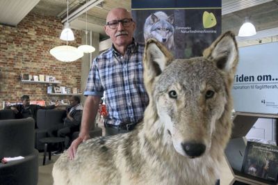 Knud Erik Christensen fra Aulum er medlem af bestyrelsen for Danmarks Naturfredningsforening, som har leveret en udstoppet ulv, der kan ses på biblioteket. Ulven vises frem som reklame for et kommende foredrag med ulveekspert Thomas Boesdal fra Hjerm. Foto: Bo Lundgaard