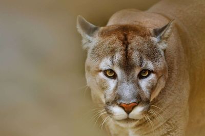 I september mente flere borgere i og omkring Herning, at de havde set en puma. Foto: Adobestock