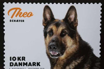 Theo udkommer i dag på frimærker i PostNords nye hundeserie. Hunden blev fotograferet i foråret - i hjemmet i Kibæk, og det tog den i stiv arm. Til gengæld var den ikke så vild med at være i Go’morgen Danmark-studiet i Tivoli i København i weekenden. - Den peb lidt, da den sad mellem sofa og sofabord, siger Carsten Brahms. foto: Henrik Ole Jensen