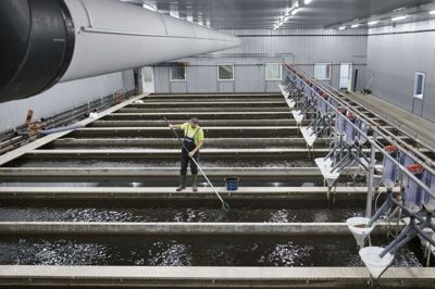 Fiskemester Sandor Gergely Vig i gang med arbejdet ved de store fiskebassiner. foto: Tom Laursen