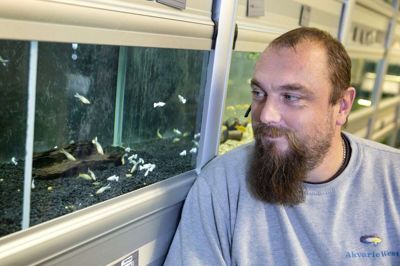 Selvom de hvide guppyer ikke er de mest farverige, hører de stadig til blandt de populære fisk hjemme i hr. og fru Jensens akvarier, fortæller Kenni Greve Otkjær, indehaver af Akvarie West. Selv er han lige så glad for dem som for alle sine andre fisk. Foto: Tom Laursen