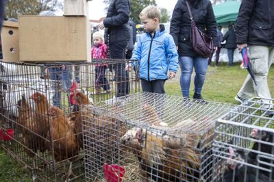 Duedag kunne i 2015 fejre 60-årsjubilæum. Foto: Tom Laursen