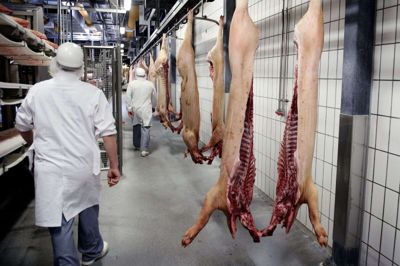 Danish Crown slagter cirka 13 millioner svin om året på koncernens danske slagterier. Foto: Liselotte Sabroe/Ritzau Scanpix