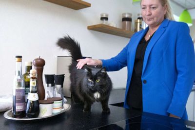 Ingen ved præcist, hvad den toårige hunkat Konrad fra Vildbjerg har været udsat for, da den blev dyppet i brandbar væske, men det har været noget virkeligt grimt, vurderer Konrads ejer, Elise Hougaard Thorsen. Foto: Tom Laursen