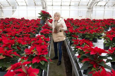 Julestjernerne er flotte og populære blandt de besøgende hos Garland, men de er også en udfordring at lave, fortæller gartner Lars Graversen. Foto: Tom Laursen